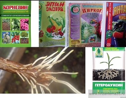 Препараты для укоренения черенков, профилактики и лечения растений.